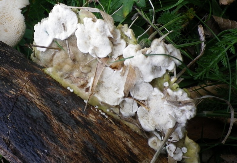 Polyporacee diverse (Trametes ochracea)